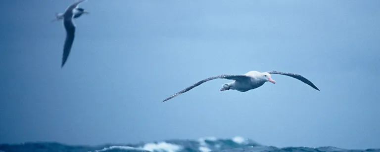 Seagull